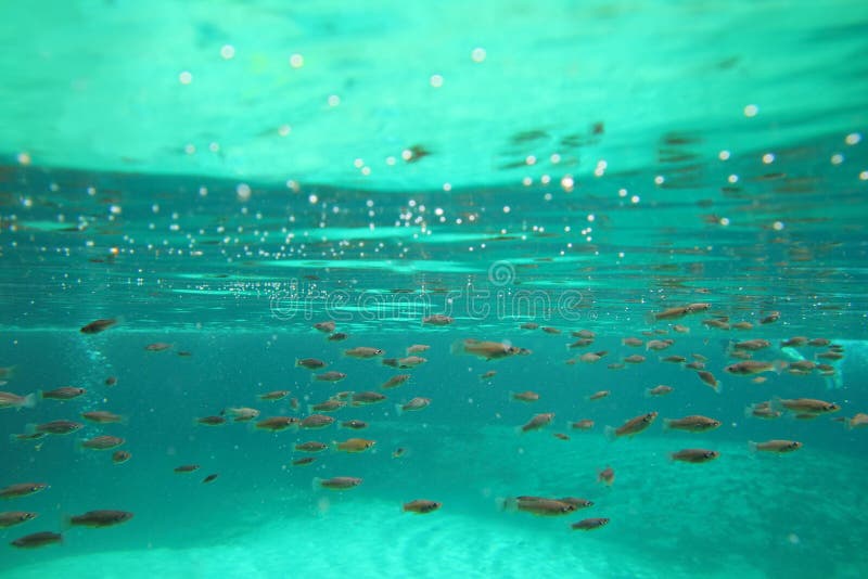 Mangrove Underwater Fishes Stock Photos - Free & Royalty-Free