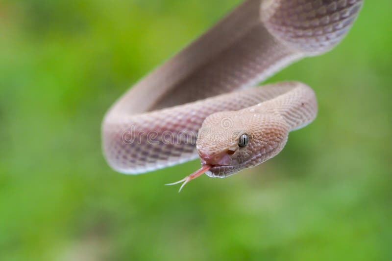 Mangrove Pit Viper Closeup on the Branch. Mangrove Pit Viper