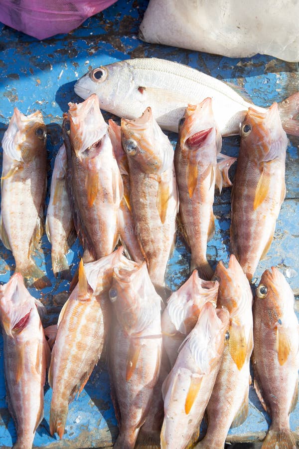 77 Mangrove Snapper Stock Photos, High-Res Pictures, and Images - Getty  Images