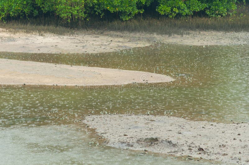 Mangrove River Bank