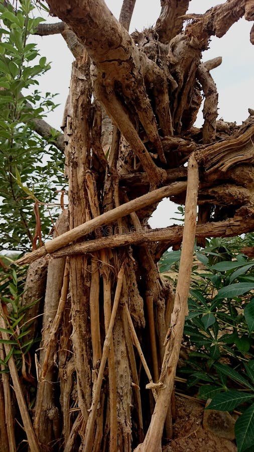 Mangrove root texture that has been damaged