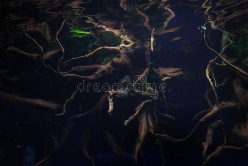 Mangrove Roots Aquarium Stock Photos Free & RoyaltyFree Stock Photos