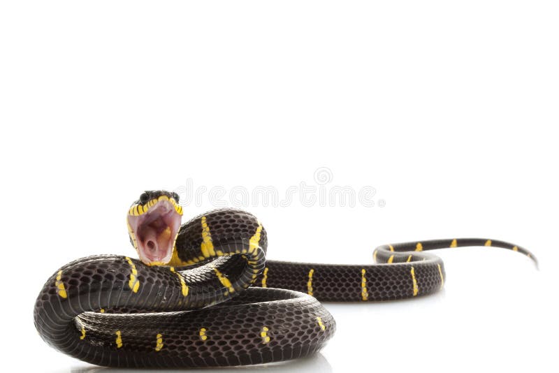 Mangrove Snake stock images