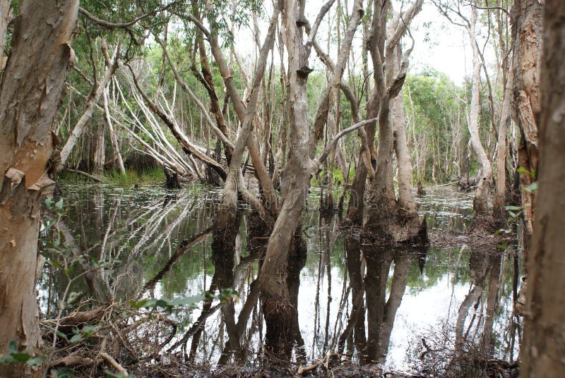 A mangrove swamp was a distinct saline woodland or shrubland habitat formed by mangrove trees. They are characterized by depositional coastal environments, where fine sediments collect in areas protected from high-energy wave action. A mangrove swamp was a distinct saline woodland or shrubland habitat formed by mangrove trees. They are characterized by depositional coastal environments, where fine sediments collect in areas protected from high-energy wave action