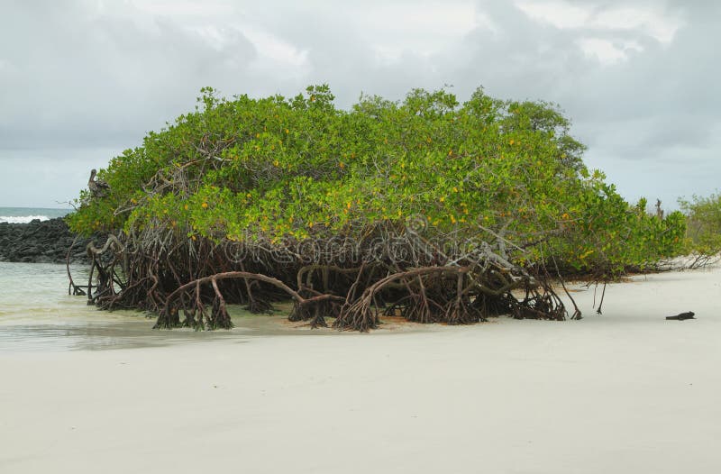 Mangrove on Tortuga Bay beach