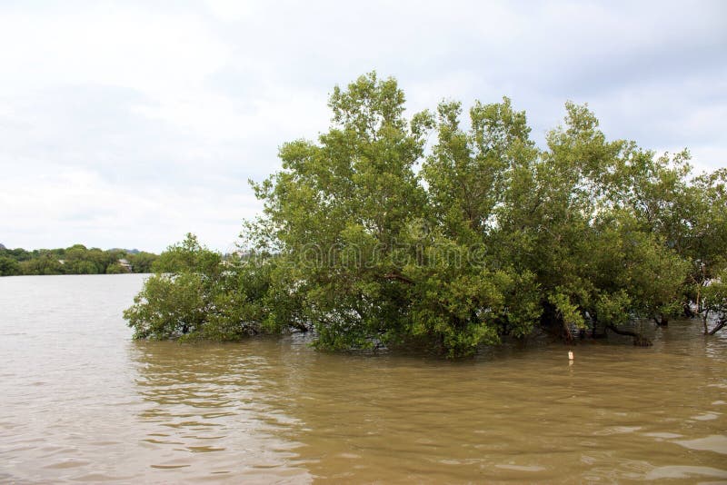 Mangrove Tree On Phuket Beach, Thailand Stock Photo - Image of bayou ...