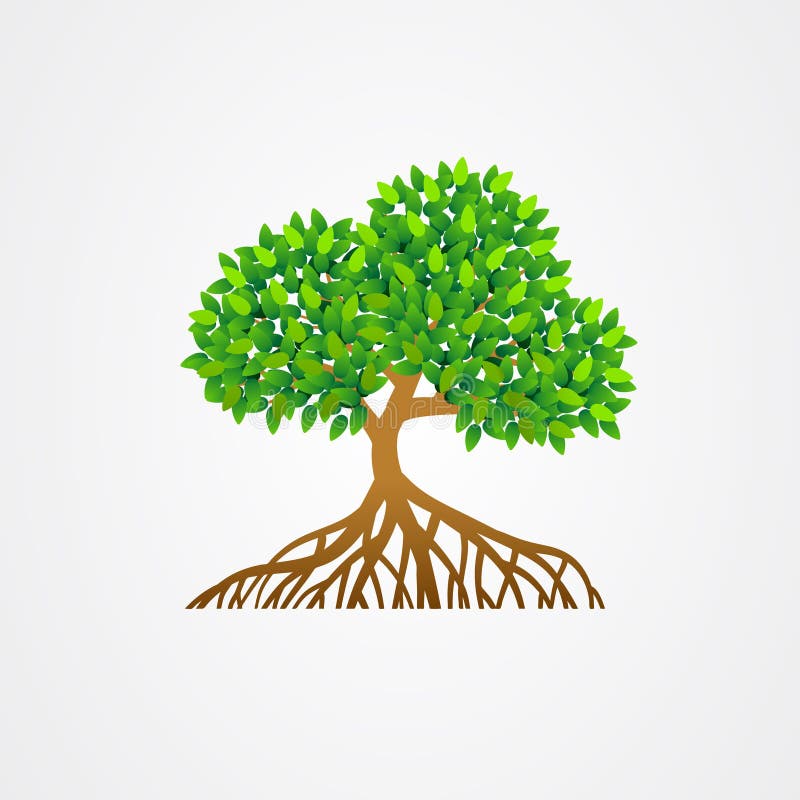 Mangrove tree with roots and green leaves vector illustration