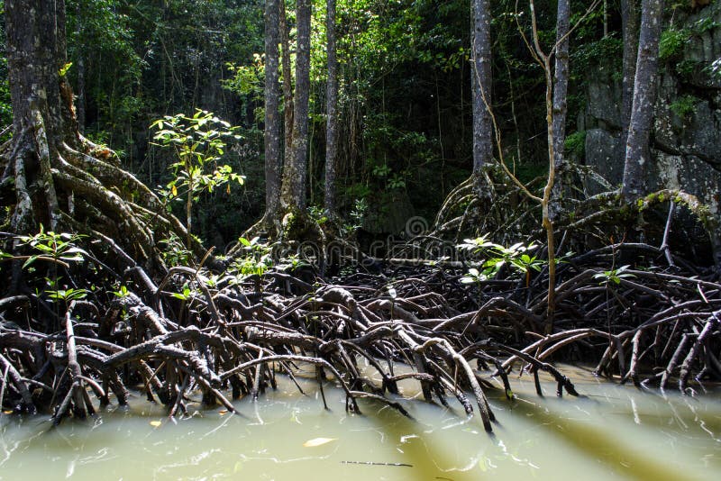 Mangrove Tree Of Sabang Palawan Philippines Stock Image Image Of