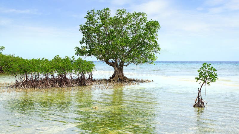 Mangrove Tree. Siquijor Island, Philippines Stock Image - Image of ...