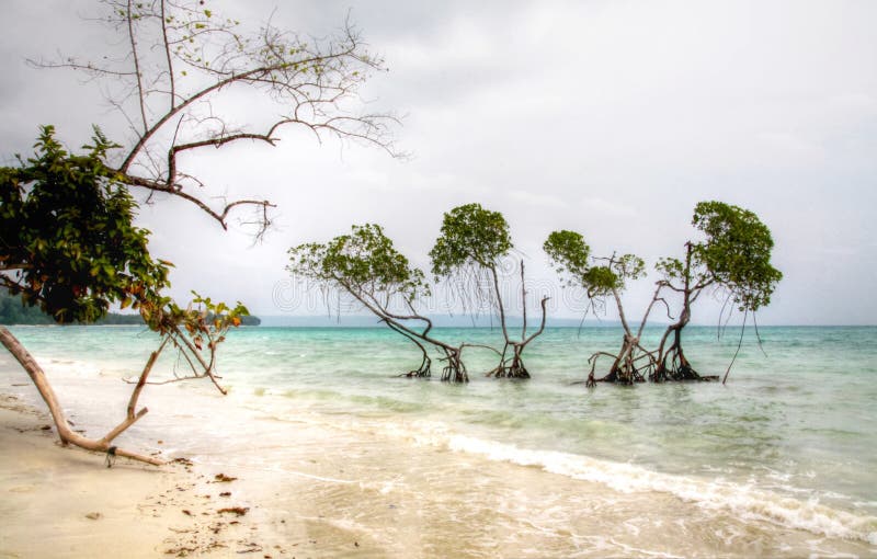 Mangrove Trees Emerald Green waters Andaman sea on Hazy Day