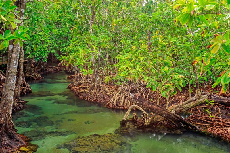 Mangrove Trees in a Peat Swamp Forest at Tha Pom Canal Area Krabi
