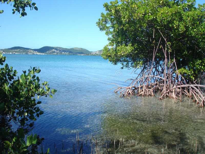 Download Mangrove View, Puerto Rico, Caribbean Stock Image - Image of temperate, tropical: 734273
