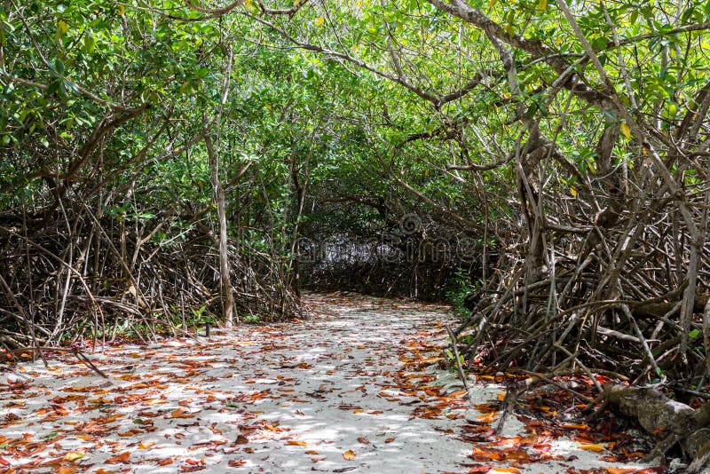 Mangrovebana med den täta markisen royaltyfri foto Mangrovebana med den täta markisen royaltyfri foto