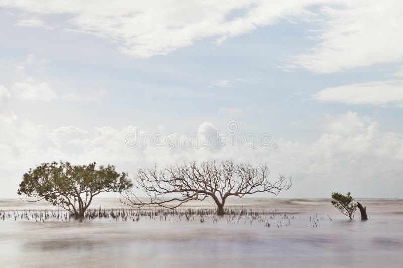 Mangrovebaum in unscharfer Seeauszugsnatur lizenzfreies stockbild Mangrovebaum in unscharfer Seeauszugsnatur lizenzfreies stockbild