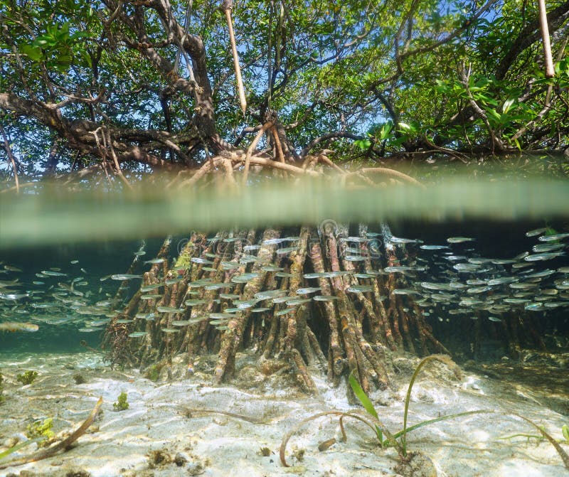 Katunggan Mangrove Park