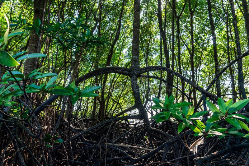 Mangrovebos in het zuiden van Thailand, Krabi royalty-vrije stock afbeelding Mangrovebos in het zuiden van Thailand, Krabi royalty-vrije stock afbeelding
