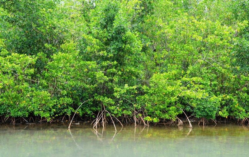 Mangrovensumpf im kleinen Kanal in Guadeloupe