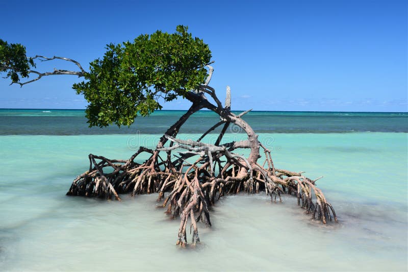 Mangroves at the beautiful caribbean beach at Cayo Jutias