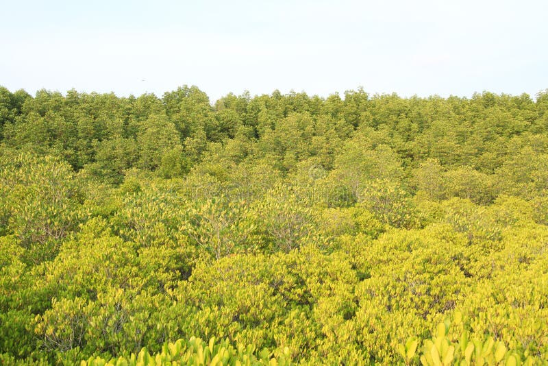 Mangroves forest stock photo. Image of hardwood, reserve 52659508