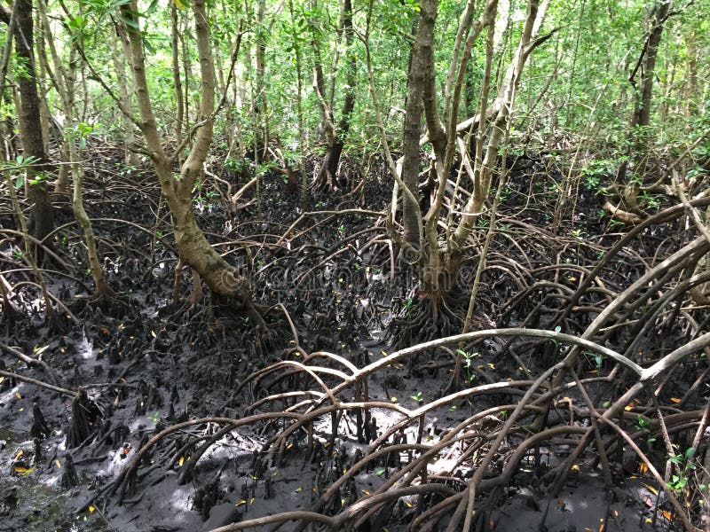 Mangrove forest on Zanzibar island, Tansania royalty free stock image Mangrove forest on Zanzibar island, Tansania royalty free stock image