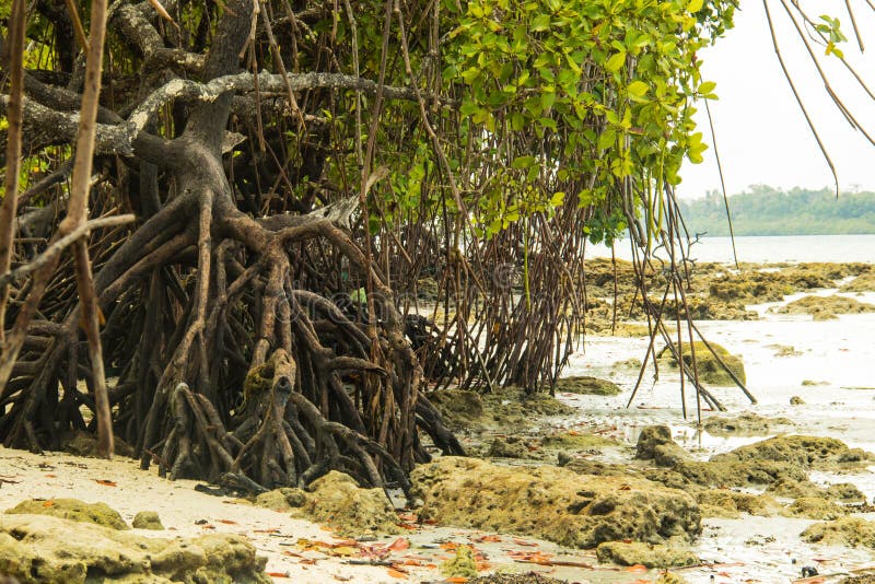 Mangroves at havelock Island stock image