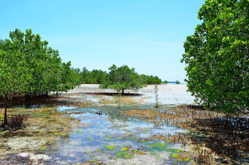Mangroves in a Low Tide, Zanzibar, Tanzania Stock Image Image of