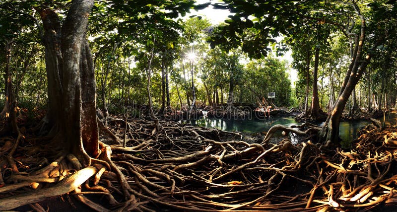 Mangroves