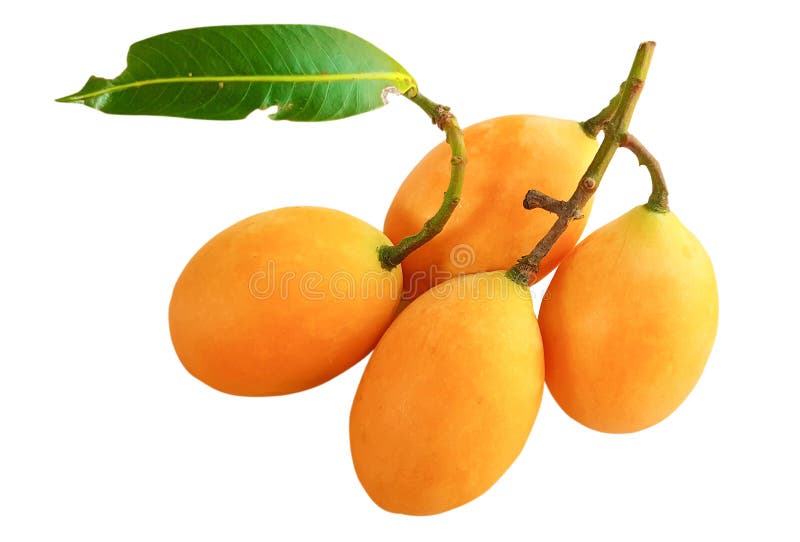 Mangue de prune fruits tropicaux, mûrs de mariane de prune douce maprang à thai avec feuilles vertes isolées sur fond blanc avec images libres de droits Mangue de prune fruits tropicaux, mûrs de mariane de prune douce maprang à thai avec feuilles vertes isolées sur fond blanc avec images libres de droits