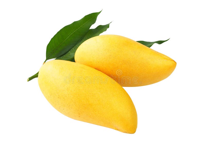 Mangue mûre d'isolement sur le blanc avec le chemin de coupure photo stock Mangue mûre d'isolement sur le blanc avec le chemin de coupure photo stock