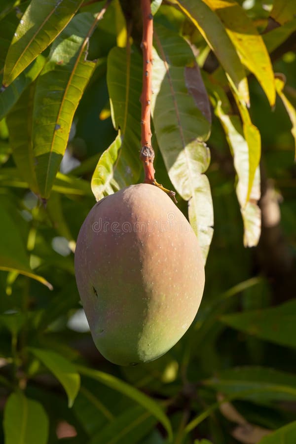 Mangue mûre de Bowen pendant d'un arbre photos libres de droits Mangue mûre de Bowen pendant d'un arbre photos libres de droits
