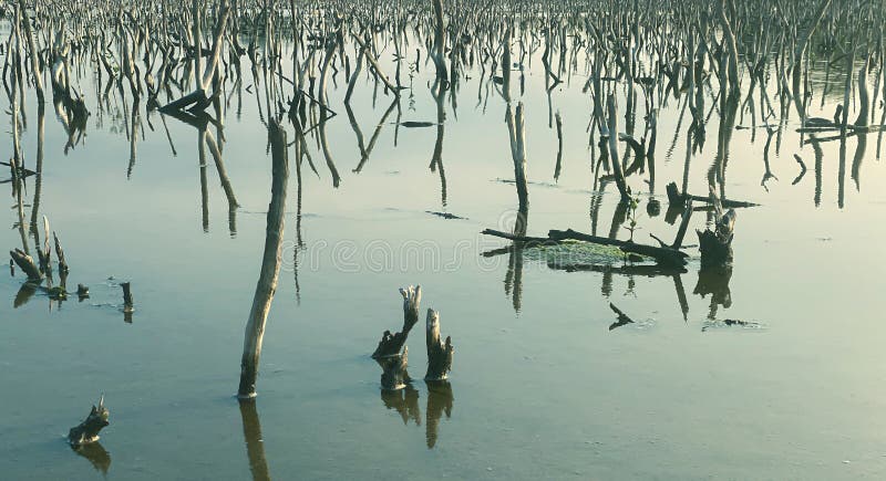 Mangrove forest degradation,deterioration mangrove forest is an ecosystem that has been severely degraded or eliminated such to urbanization, and pollution. Take care and protect the mangrove forest. Mangrove forest degradation,deterioration mangrove forest is an ecosystem that has been severely degraded or eliminated such to urbanization, and pollution. Take care and protect the mangrove forest.