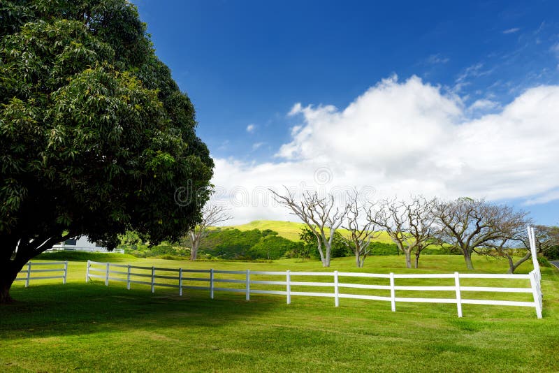 Manguier Geant Pres De La Barriere Blanche Beau Paysage Du Cote Sud De La Grande Ile D Hawai Image Stock Image Du Tourisme Montagnes