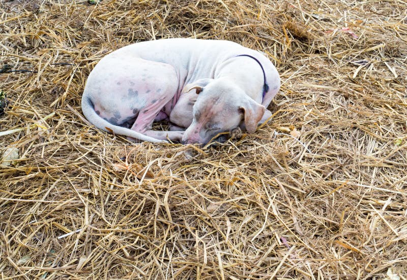 Mangy Dog Sleeping on the Dry Straw Stock Photo Image of canine