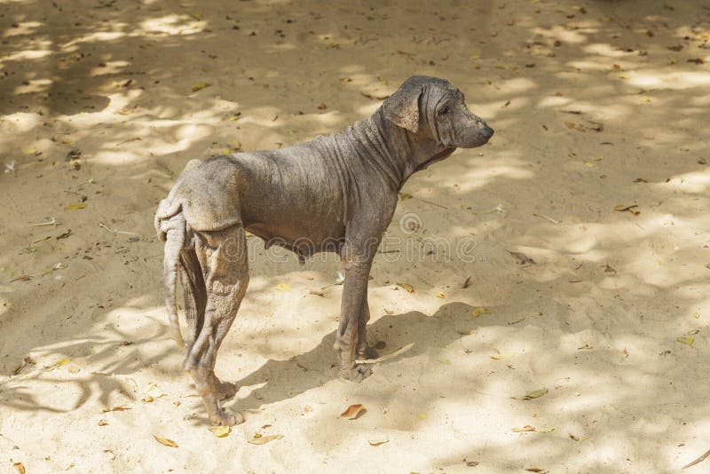 The Mangy Dogs and Hairless,Thailand Stock Photo Image of tropical