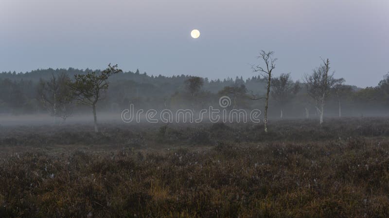 Manhã com a floresta nova da névoa imagens de stock royalty free Manhã com a floresta nova da névoa imagens de stock royalty free