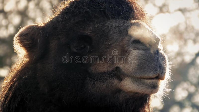 Manhã de Misty Breathing In The Cold do camelo