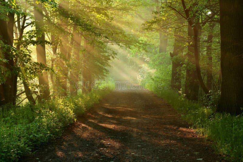 Beautiful morning in forest - road of forest. Beautiful morning in forest - road of forest