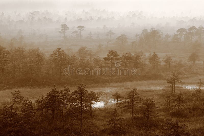 Floresta misteriosa, manhã nevoeira fotos de stock royalty free