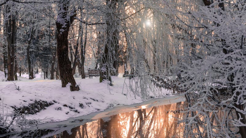 Foggy morning in city park. Dramatic wintry scene. Foggy morning in city park. Dramatic wintry scene.