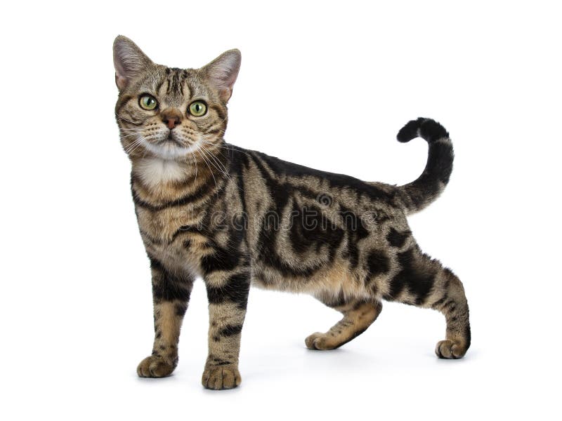 Manieres Laterales Debout De Shorthair De Brown Et D Americain De Noir De Chaton Tigre De Chat D Isolement Sur Le Fond Blanc Rega Photo Stock Image Du Curieux Garnitures