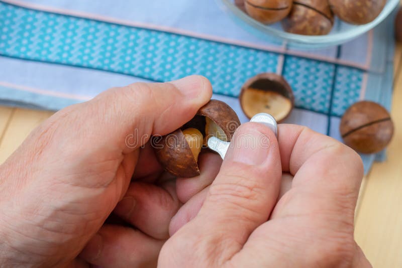 Mani che aprono le noci australiane conosciute anche come macadamia con chiave. incrinatura