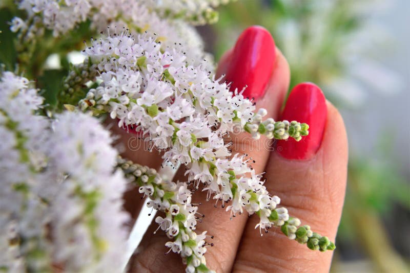 Mani che mostrano il delicato fiore bianco di commiphora myrha immagine stock