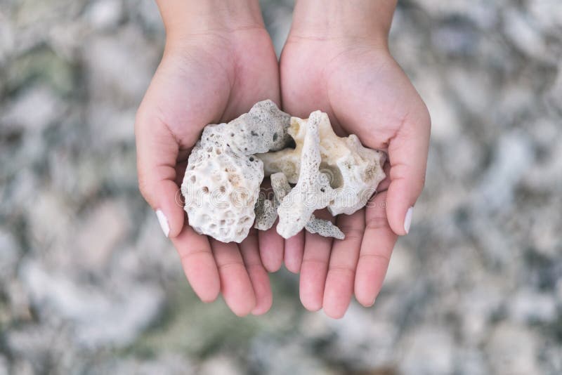 Mani che tengono e che mostrano i coralli sulla spiaggia fotografia stock libera da diritti Mani che tengono e che mostrano i coralli sulla spiaggia fotografia stock libera da diritti