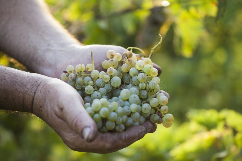 Mani degli agricoltori che tengono l'uva raccolta immagine stock Mani degli agricoltori che tengono l'uva raccolta immagine stock