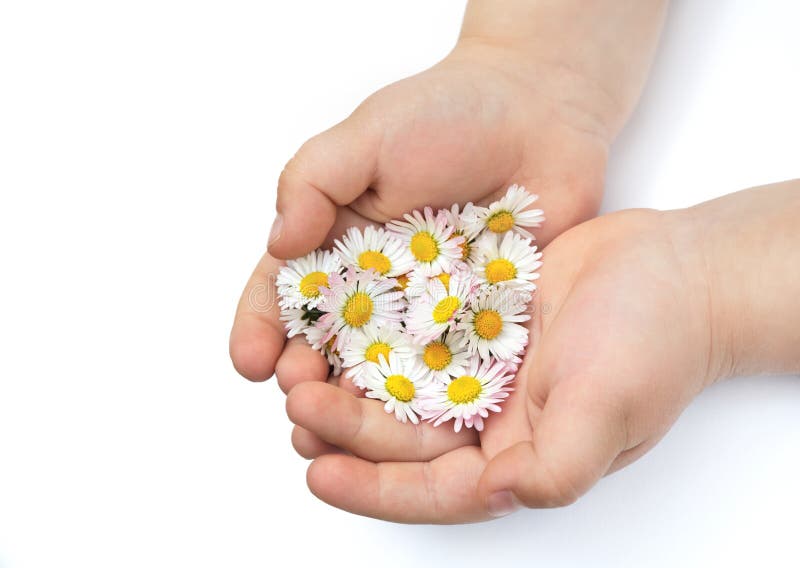 Child's hands with Daisy over white background. Child's hands with Daisy over white background