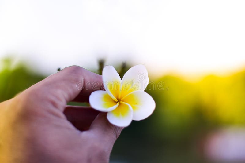 Mani dell'uomo che tengono i fiori di plumeria immagini stock Mani dell'uomo che tengono i fiori di plumeria immagini stock
