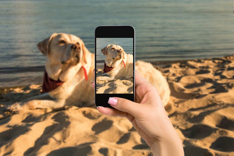 Mani della donna con il telefono cellulare mobile per prendere una foto del cane di labrador che si trova sulla spiaggia fotografia stock libera da diritti Mani della donna con il telefono cellulare mobile per prendere una foto del cane di labrador che si trova sulla spiaggia fotografia stock libera da diritti