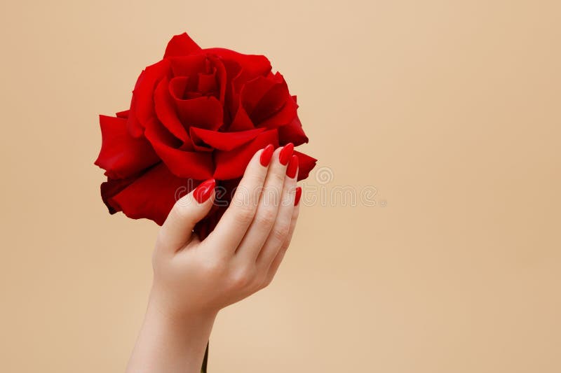 Hands of a woman with dark red manicure with red rose. Female hands with red nails holding red and pink rose petals. High quality photo. Hands of a woman with dark red manicure with red rose. Female hands with red nails holding red and pink rose petals. High quality photo