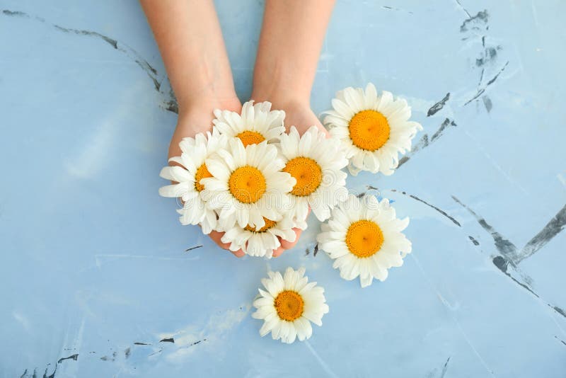 Mani femminili con i bei fiori della camomilla sul fondo di colore fotografia stock
