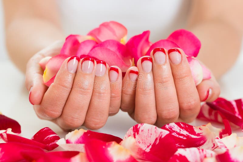 Close-up Of Female Hands With Manicure Nail Varnish Holding Rose Petals. Close-up Of Female Hands With Manicure Nail Varnish Holding Rose Petals